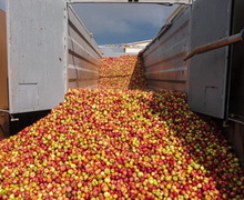 В Європі – найнижче виробництво яблук за останні три роки